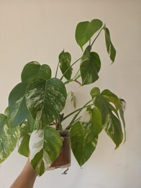 Monstera Deliciosa albo variegata