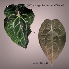 Semenáčky Anthurium [(KOS x Forgetii) x Besseae aff. Round] x (AOS x Forgetii)
