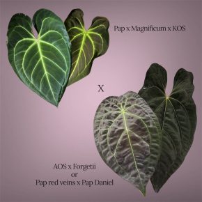 Semenáčky Anthurium [(Papillilaminum x Magnificum x KOS) x Crystallinum A] x (AOS x Forgeti)