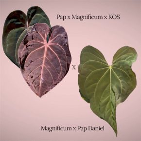 Semenáčky [(Papillilaminum x Magnificum x KOS) x Crystallinum B] x (Magnificum x Pap Daniel)