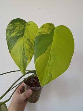Monstera deliciosa aurea variegata