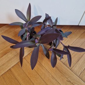 Tradescantia