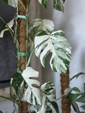 Monstera Deliciosa albo variegata - stonkový řízek