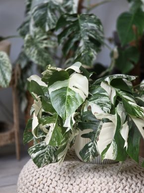 Monstera Deliciosa albo variegata - kolínko bez listu