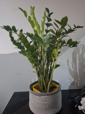 Zamiokulkas (zamio, kulkas, Zamioculcas zamiifolia)