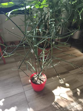 Euphorbia tirucalli - tužkový kaktus