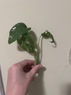 Monstera Monkey mask mini
