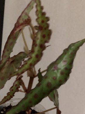 Begonia Amphioxus “Butterfy”- vrcholový řizek .
