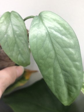 Epipremnum Cebu Blue - rostlina