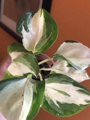 Epipremnum Manjula - rostlina