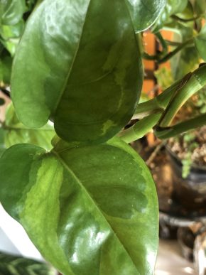 Epipremnum Lemon Meringue - vrcholový řizek .