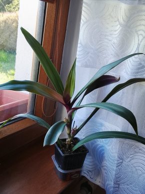 Tradescantia spathacea
