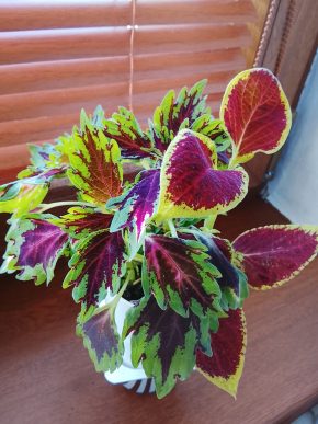 Kopřivy dva druhy - růžová neon + bordó zelená