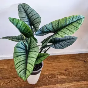 Alocasia Platinum sběratelská rostlina baby