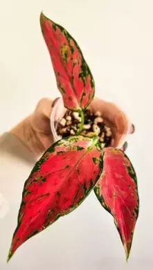 Aglaonema Cherry baby