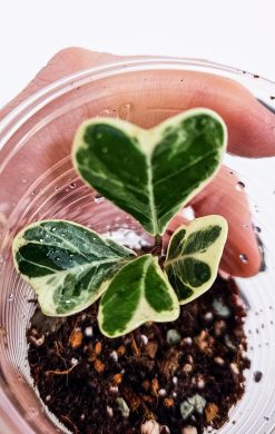 Ficus Triangularis Variagata