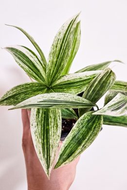 Dracaena Surculosa White