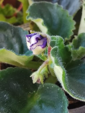 Fialka bílá + fialová