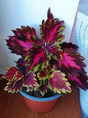 Kopřivy neon růžová + bordó zelená