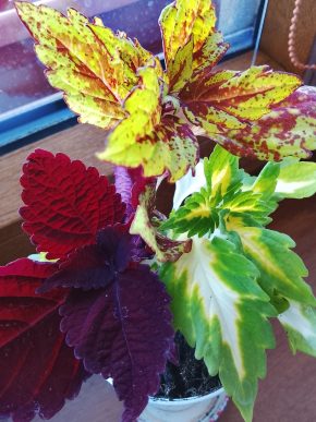 Kopřivy 3 druhy - strakatá, červená, žlutozelená