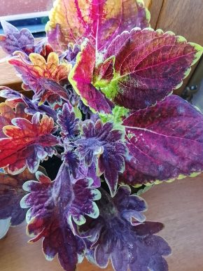 Kopřivy fialová + bordó žlutá