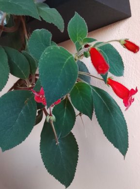 Kochlera, dva výhony