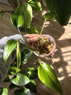 Monstera Burle Marx Flame baby rostlinka