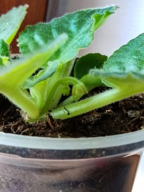 Fialka růžovobílá, nakvétá