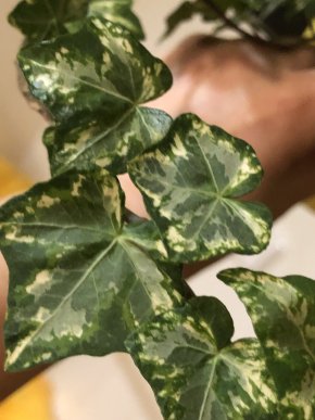 Hedera Helix Kolibri variegata - čerstvý řizek