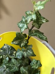 IMG_3153.jpeg
