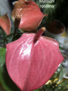 Anthurium , název neznam .