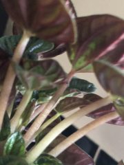 IMG_3141.jpeg