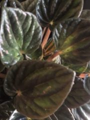 IMG_3140.jpeg