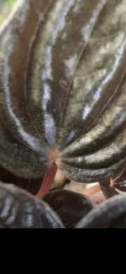 Peperomia Brasila - list k zakořeněni .