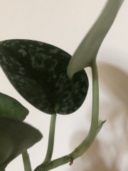 IMG_3081.jpeg