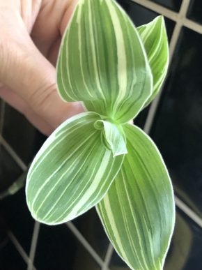 Tradescantia Cream variegata - čerstvý řizek