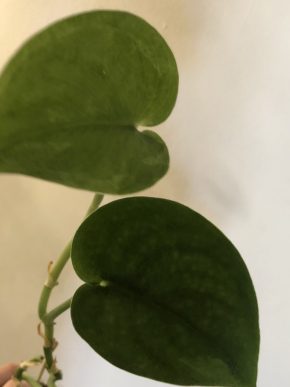 Scindapsus Jade Satin Green - vrcholový řizek