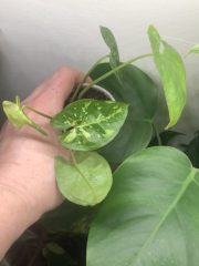 IMG_3017.jpeg