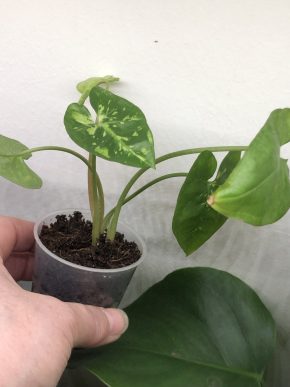 Syngonium Panda - rostlina