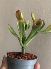 IMG_3007.jpeg