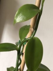 IMG_2982.jpeg