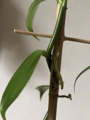 IMG_2981.jpeg