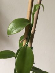 IMG_2979.jpeg