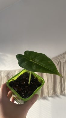 Alocasia "Polly"