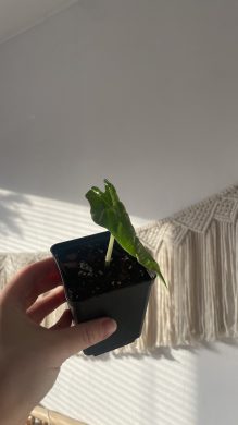Alocasia "Polly"