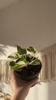 Epipremnum N'Joy