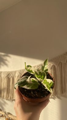 Epipremnum N'Joy