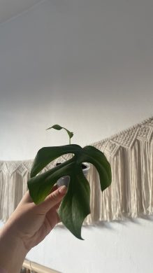 Raphidophora Tetrasperma (Monstera Minima)