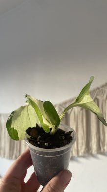 Epipremnum Manjula / Happy Leaf