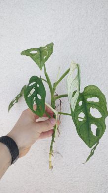Monstera adansonii variegata archipelago